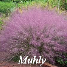 Muhly Grass